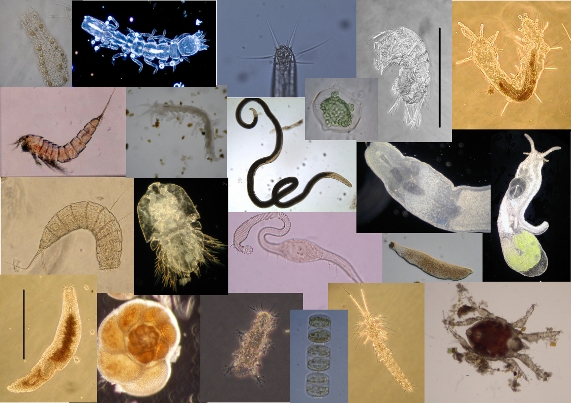 A mosaic of meiobenthic organisms