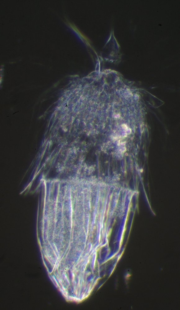 Loricifera from Rapa Nui